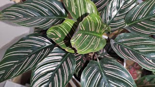 CALATHEA ORNATA COMO CUIDAR [upl. by Loise]