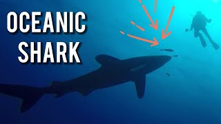 Oceanic SHARK🔴 Tiburón de Puntas Blancas🟡4K🟡 Red Sea [upl. by Rocher]