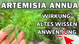 Artemisia Annua Wirkung Anwendung amp altes Wissen 🌞 Einjähriger Beifuss [upl. by Nylesor]