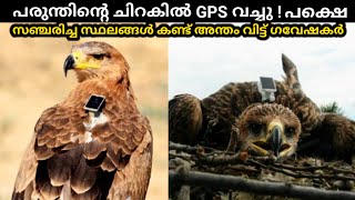 ഉത്തരം കിട്ടാത്ത പരുന്തിൻ്റെ നിഗൂഢത 😱Why eagles Dont fly over sea Storyfacts [upl. by Moselle714]