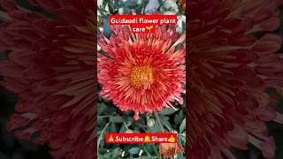 Guldaudi plant care🌱 shorts viralvideo gardening plantcare Chrysanthemum grandiflorumPlant [upl. by Inajar]