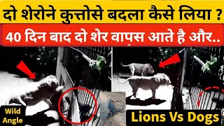 दो बब्बर शेरों ने कुत्तों से कैसे बदला लियाLions Vs Dogs in Gir forest Gujaratgir national park [upl. by Sokin]