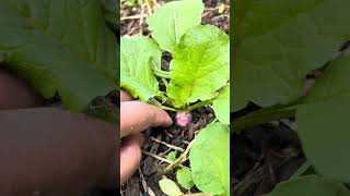 Purple Organic Labanos Tubers May Laman Na happy gardening organic radish purple fresh [upl. by Uzzial]