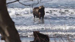 Kamchatka brown bear hunting moose [upl. by Yardna168]