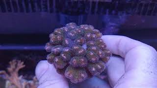 Stylophora tricolor coral gandalf [upl. by Milla]