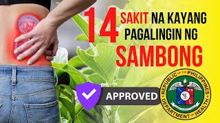 SAMBONG I Mga SAKIT na kayang pagalingin I Health Benefits of SAMBONG [upl. by Oicnerolf]