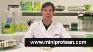 Quick Tips How to Prepare MiniProtean TGX SF Precast Gel for Western Blot Transfer [upl. by Natrav862]