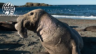 Elephant seals battle over mating rights [upl. by Htabmas]