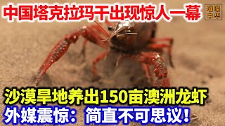 中国塔克拉玛干出现惊人一幕！沙漠旱地养出150亩澳洲龙虾，外媒震惊：简直不可思议！沙漠沙漠养殖 澳洲龙虾 [upl. by Oram]