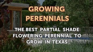 The Best Partial Shade Flowering Perennial to Grow in Texas [upl. by Rozina]