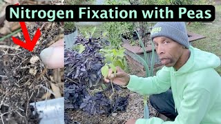 Growing Peas and beans this Fall for FREE NITROGEN garden gardening [upl. by Engel]