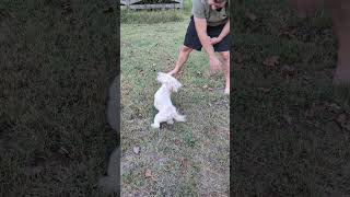 ❤️ Georgie The Malshipoo Loves to Jump ❤️ [upl. by Yelda]