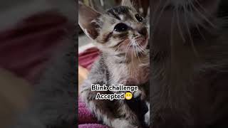 Blink challenge accepted 😎 kitten catlover streetart cat subscribe everyoneeverywhere [upl. by Locklin670]