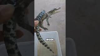 The vindictive little crocodile shortvideo healing pets crocodile funny shorts [upl. by Reerg]