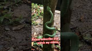 Wrangler’s pit viper snake  Venomous snake Singapore [upl. by Allbee]