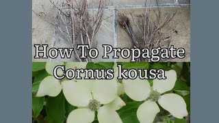 How To Propagate Cornus Kousa How To Take Cuttings Of Flowering Dogwood Plant Propagation [upl. by Joselow]