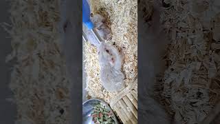 Male hamster is drinking water [upl. by Genni]