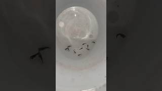 Fish giving birth aquarium petsvlog fish minivlog vlogging pets mollyfish guppy shortvlog [upl. by Cassi]