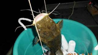 Jug line fishing for catfish at night in louisiana 1 [upl. by Drusi]