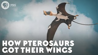 How Pterosaurs Got Their Wings [upl. by Etra]