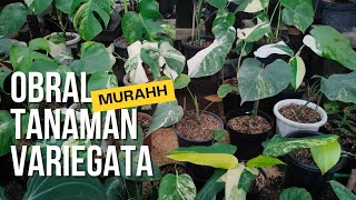 REKOMENDASI TANAMAN HIAS VARIEGATA MURAHH‼️Tanaman hias varigata artulangnursery8807 tanamanhias [upl. by Enidlarej]