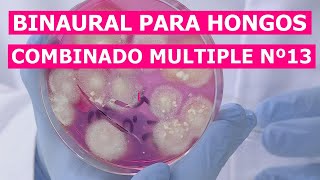 BINAURAL PARA HONGOS DE TODO TIPO Y MOHOS COMBINADO Nº13 [upl. by Elocan]