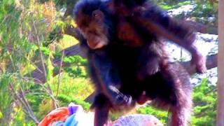 CHIMP GOES CRAZY  iJustine [upl. by Archie]