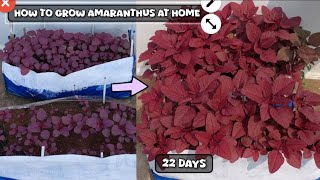 How to grow red amaranthus at home complete guide  ఎరుపు తోటకూర పెంచడం ఎలా  amaranthus [upl. by Derfiniw]