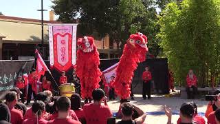 CYL – Xi Qing – Lion Dance  Bendigo Easter Festival 2024 [upl. by Ethelind]