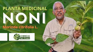 Conoce el NONI Morinda citrifolia L Una planta medicinal 🌱 [upl. by Egarton871]