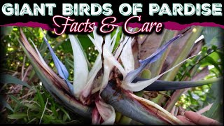 All About The Giant Birds Of Paradise  How to Care for Strelitzia Nicolai White Birds Of Paradise [upl. by Abdulla]