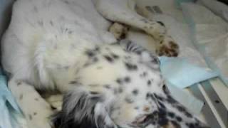 Alfie English Setter with dyspnoea due to lungworm infection [upl. by Nacim564]