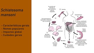 Helmintologia  Schistosoma mansoni Esquistossomose [upl. by Luing399]