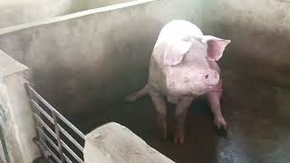 UPDATE SA ATING MONTING PIGGERY [upl. by Laumas]