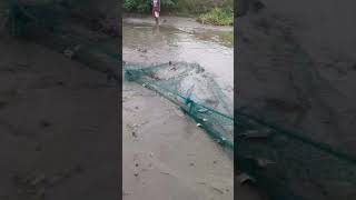 Fishpond letsgofishing fishing frestfist tilapia [upl. by Nwadrebma]