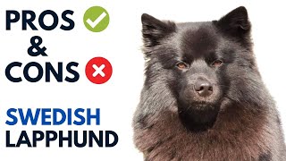 Swedish Lapphund Pros and Cons  Svensk lapphund Advantages and Disadvantages [upl. by Parrish]