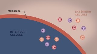 MOOC côté cours  Le transport direct au travers des membranes [upl. by Annawt]