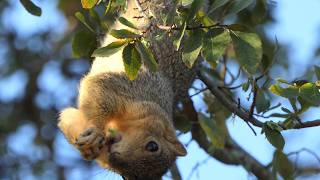 Fox Squirrel feasts on Elm samaras [upl. by Antone]