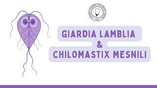 GIARDIA LAMBLIA amp CHILOMASTIX MESNILI  Microbiología [upl. by Llesig558]