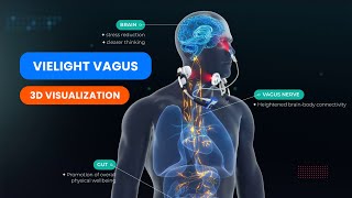 Vielight Vagus  3D Visualization  Vagal Photobiomodulation [upl. by Antonietta]