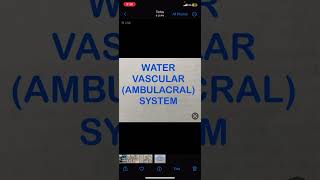 Water Vascular AmbulacralSystem [upl. by Worrad]