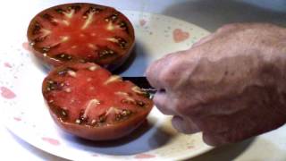 Carbon Tomato Taste Test and Review Its Doing Very Well [upl. by Brechtel]