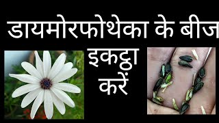 297 How to Collect Dimorphotheca Seeds  डायमोरफोथेका के बीज कैसे इकट्ठा करें [upl. by Airotnes174]