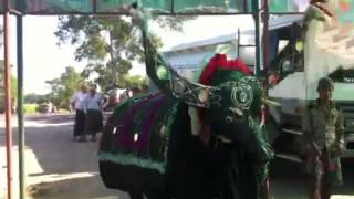 Dancing Buffalo in Myanmar [upl. by Tallia]