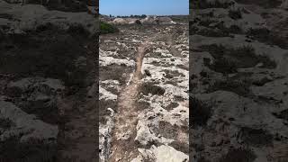 Graham Hancock covered these 3000bc cart tracks in the landscape in Malta grahamhancock [upl. by Ahsuatal]