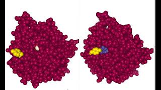 Libmol carboxypeptidase [upl. by Wendeline]