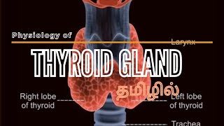 THYROID GLAND IN TAMIL  DEFINITION HORMONES SYNTHESIS STORAGE TRANSPORT  REGULATIONFUNCTIONS [upl. by Ailices146]