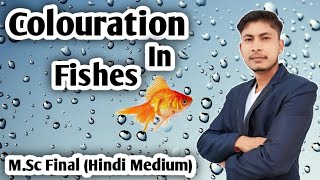 Colouration In Fishes MSc Final  Hindi Medium Full Complete Question [upl. by Fidelia]