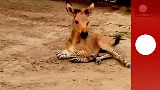 Video Rare zonkey zebradonkey baby born naturally in Mexico [upl. by Artemisa38]