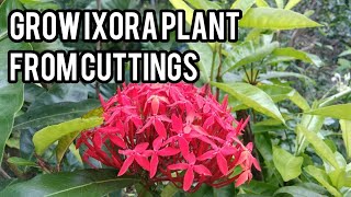 How to grow ixora plants from cuttings [upl. by Cyrano314]